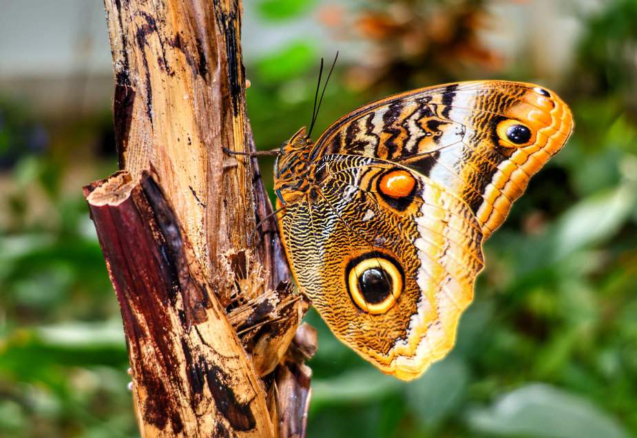 Motylarnia Hel - motyl Caligo atreus