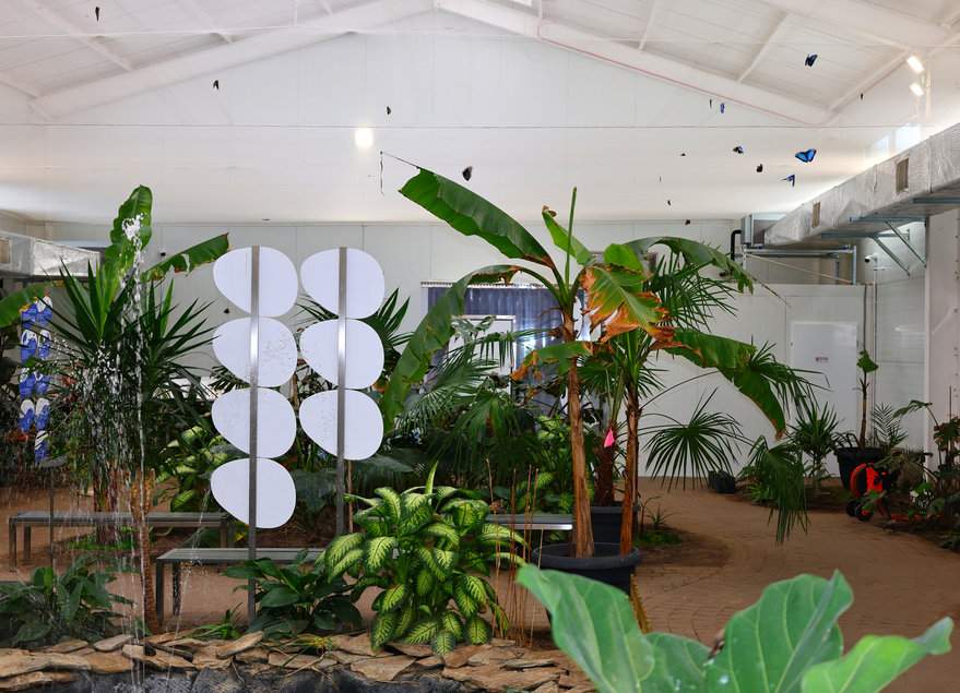 Motylarnia w Helu, swobodnie latające motyle, rośliny