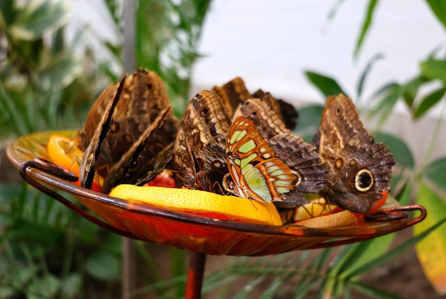 Motylarnia w Helu