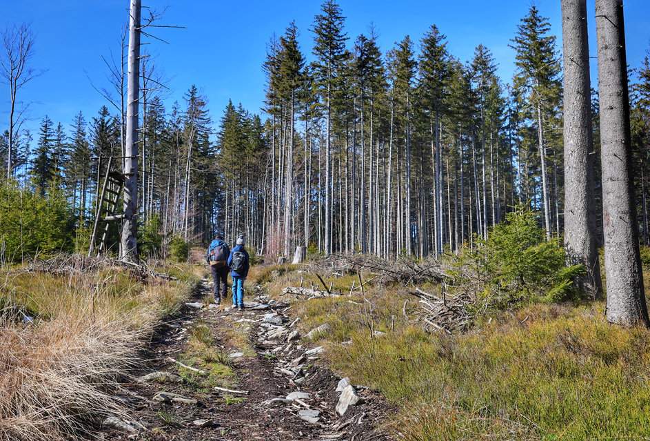 Turysta z dzieckiem idący w górę leśnej ścieżki do punktu widokowego u podnóża szczytu Smrčina w Czechach