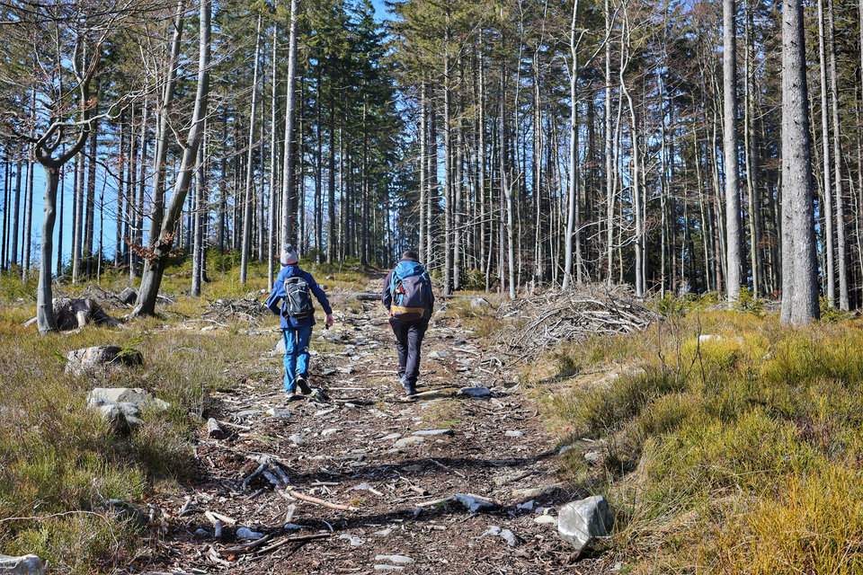 Turysta z dzieckiem wspinający się leśną ścieżką do punktu widokowego u podnóża Smrčiny w Czechach