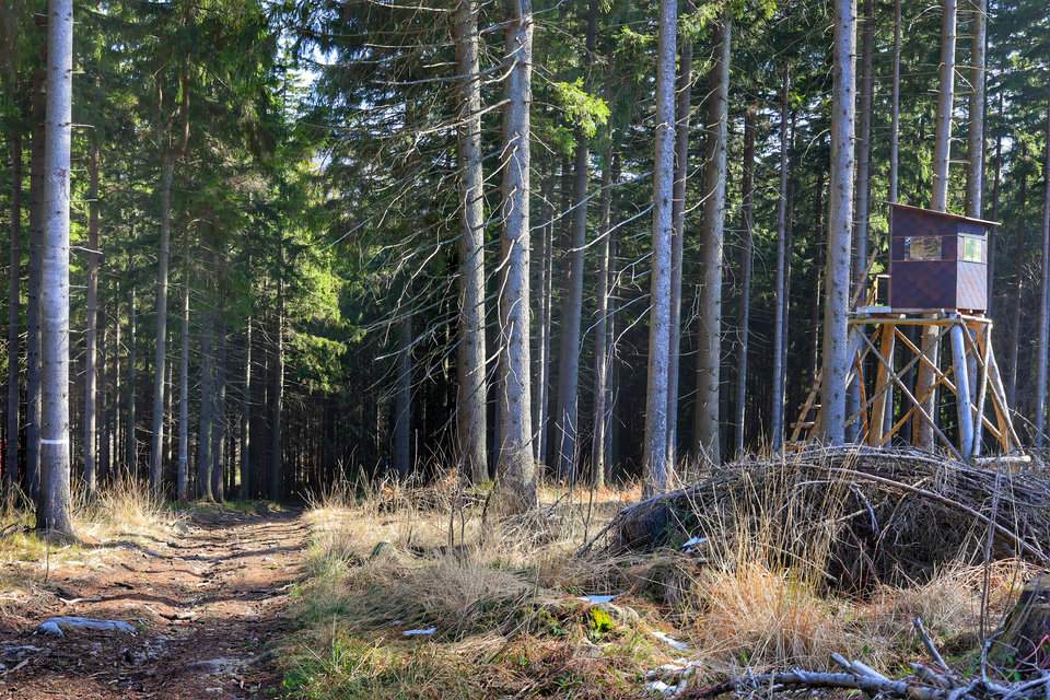 Las, Beskid Morawsko-Śląski, drewniana budka obserwacyjna