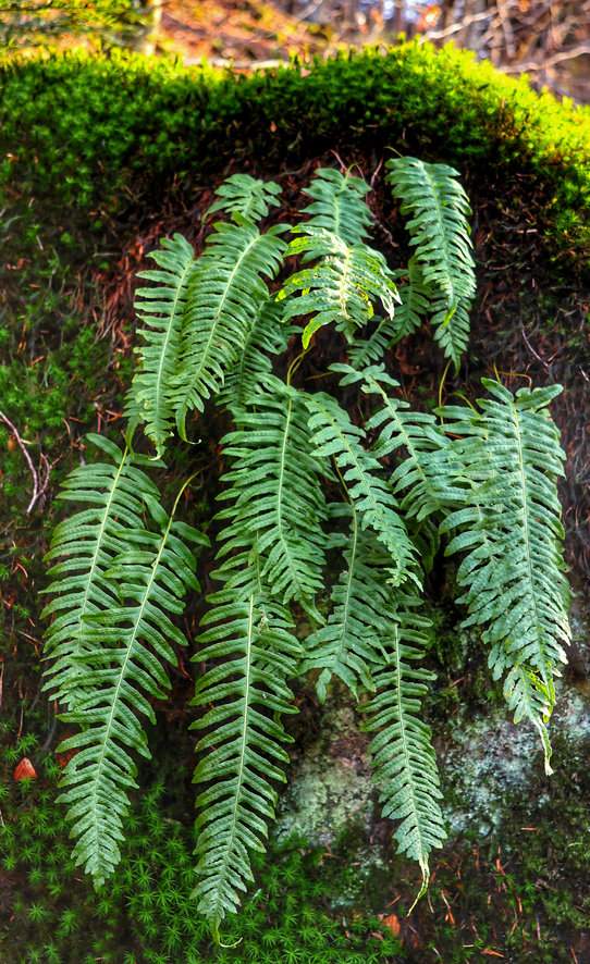 Leśne paprocie i mchy na skale przy potoku Mazák w Czechach