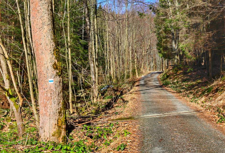 Droga leśna - szlak niebieski, Ostravice, Mazák