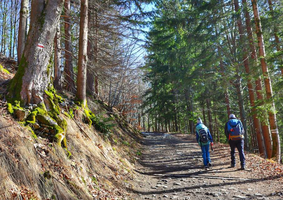 Butořanka - turysta z dzieckiem idący szeroką leśną drogą czerwonym szlakiem w górę