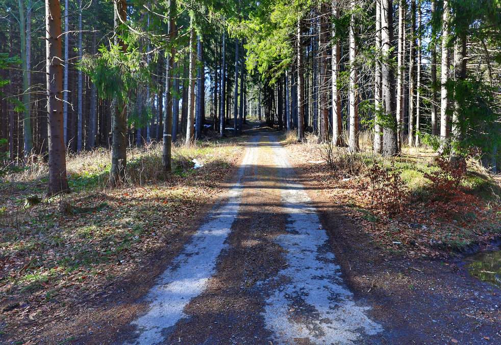 Szeroka leśna droga z miejscami zalegającym śniegiem
