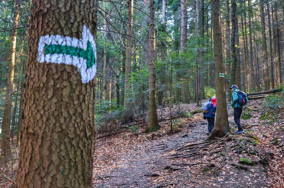 Oznaczenie kierunku zielonego szlaku na górę Chełm w Beskidzie Wyspowym na drzewie. Las, dzieci na szlaku.