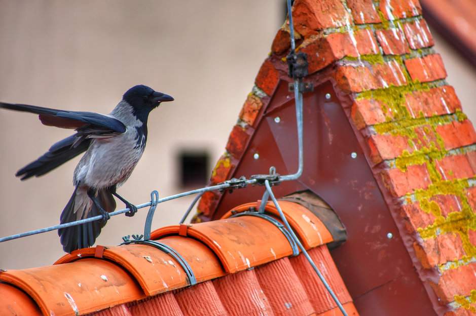 Wrona siwa z szeroko rozpostartymi skrzydłami na pomarańczowym dachu