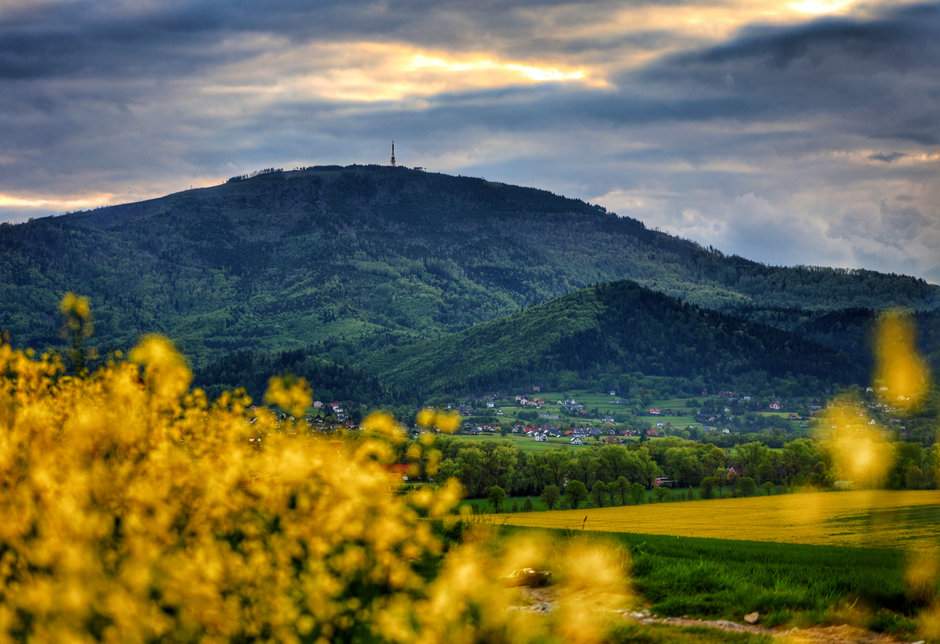 Pietrzykowice - widok na Skrzyczne, rzepaki