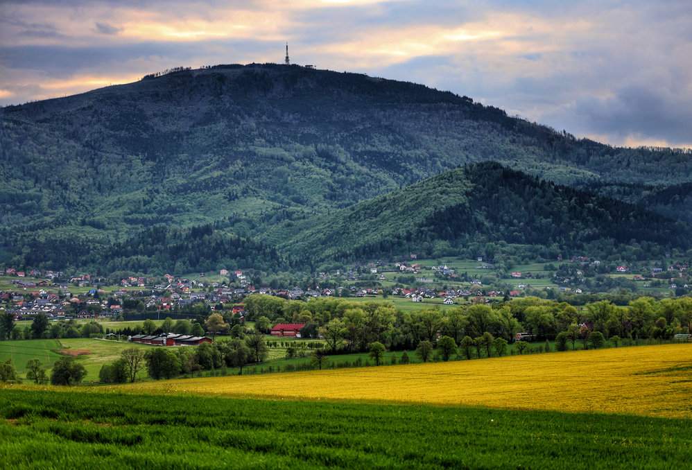 Pietrzykowice - pole rzepaku i widok na Skrzyczne w Beskidzie Śląskim