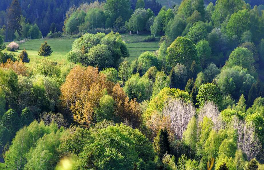 Švancari, Oščadnica - zbliżenie na wiosenne drzewa